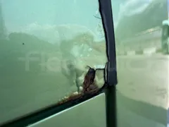 Temsa Safari - Image